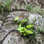 Hoya nicholsoniae অভ্যাস