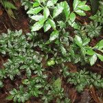 Psychotria biaristata Leaf