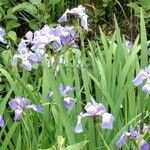 Iris versicolor Blodyn