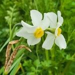 Narcissus tazetta Цветок
