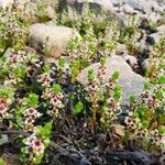 Lysimachia maritimaപുഷ്പം