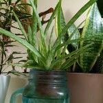 Aloe vera Yaprak