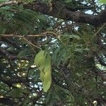 Albizia harveyi Habit