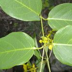 Stigmaphyllon ellipticum Flower