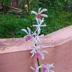 Phaius tankervilleae Flower