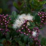 Syzygium ngoyense Blüte