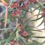 Juniperus oxycedrus Frucht
