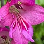 Gladiolus communis Λουλούδι