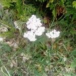 Achillea nobilis花