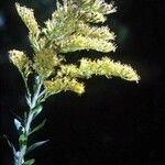 Solidago fistulosa Kvet