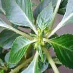 Impatiens flaccida Leaf