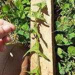 Taraxacum dissectumLeaf