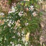 Symphyotrichum lateriflorum Virág