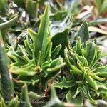 Kalanchoe ceratophylla Blatt