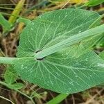 Lathyrus oleraceus Leaf