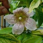 Rothmannia annae Flower