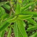 Ocimum filamentosum 葉