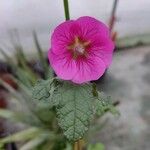 Malva unguiculata Flor