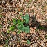 Arnoglossum atriplicifolium Leaf