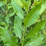 Salix discolorFeuille