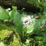 Allium ursinum Kvet