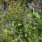 Borago officinalis Blüte