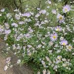 Erigeron speciosus പുഷ്പം