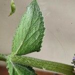 Salvia verticillata Leaf