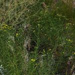 Euthamia occidentalis Hábito