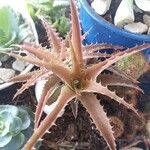 Orthophytum harleyi Hoja