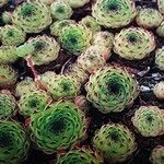 Sempervivum heuffelii Habitus