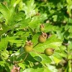 Crataegus monogyna Frukto