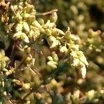 Artemisia campestris Cvet