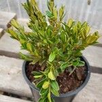 Buxus sinica Συνήθη χαρακτηριστικά