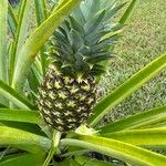 Ananas comosus Frukt