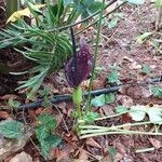 Arum dioscoridis 花
