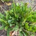 Limonium santapolense Hoja