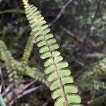 Lindsaea stricta Leaf