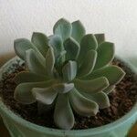 Pachyphytum bracteosum葉