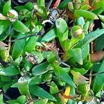 Delosperma karrooicum 葉