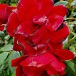 Rosa cinnamomea പുഷ്പം