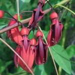 Erythrina crista-galli Flor