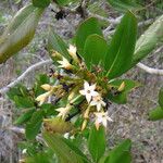 Casasia clusiifolia Λουλούδι