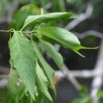 Exostema caribaeum Leaf