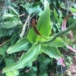 Epipactis helleborine 葉