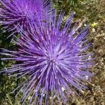 Cynara humilis Flor