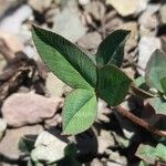Trifolium amabile Листок
