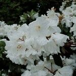 Rhododendron decorum Flor