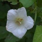 Convolvulus sepiumFlower