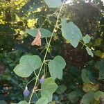 Passiflora lutea Leaf